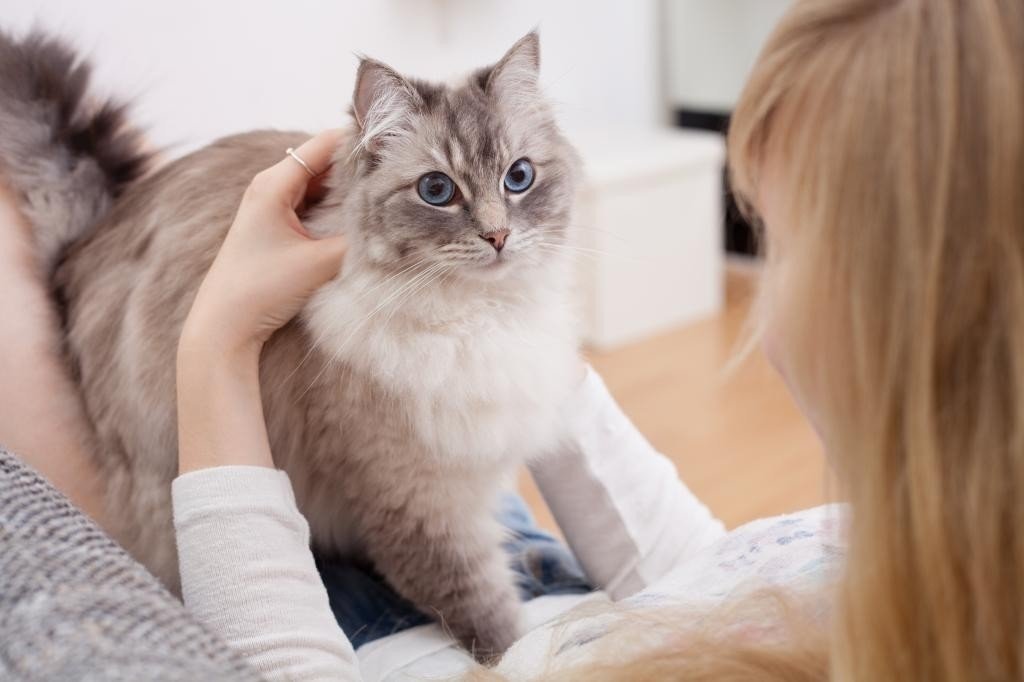 Ветеринар пульс кошка