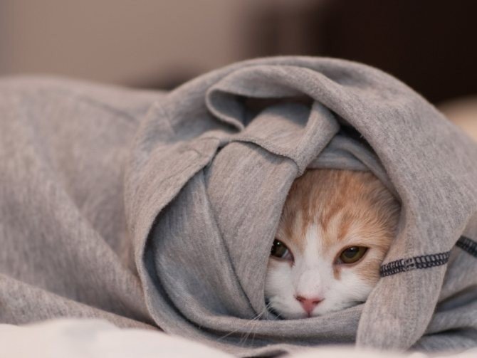 Грустный кот в одеяле