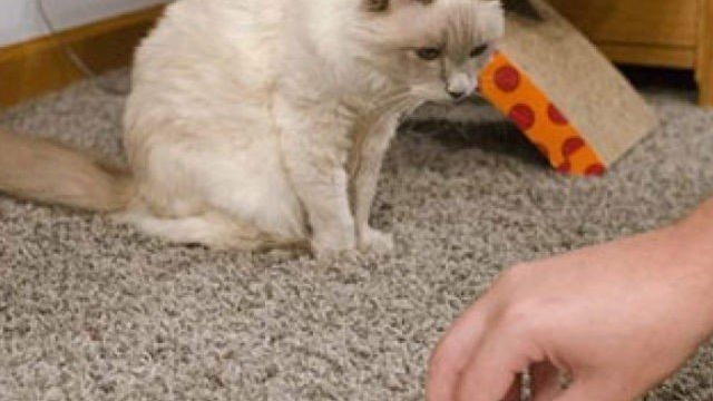 Как избавиться от запаха кошачьей мочи на ковре в домашних условиях