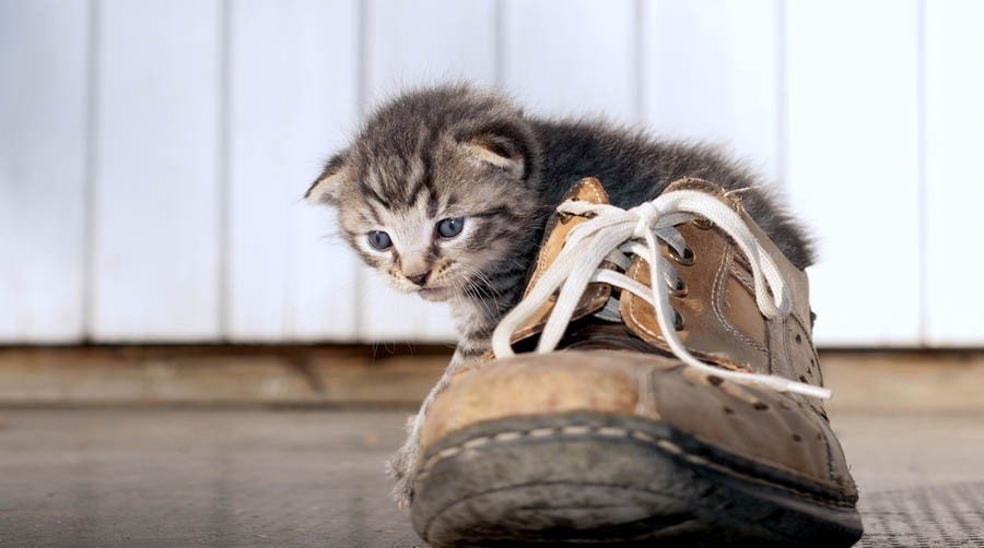 Бездомный котенок с ботинком