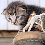 Кошка пометила обувь: как избавиться от запаха?