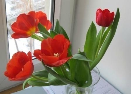 Красные тюльпаны на подоконнике