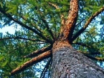 Лиственница сибирская дерево