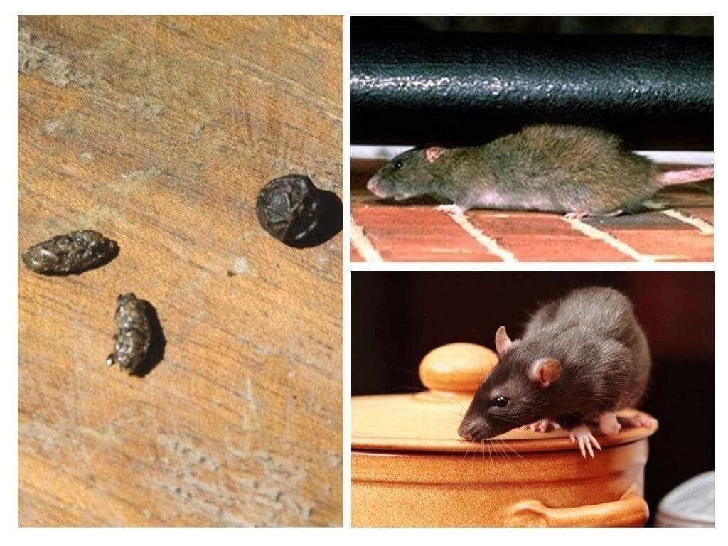 Крысы в квартире