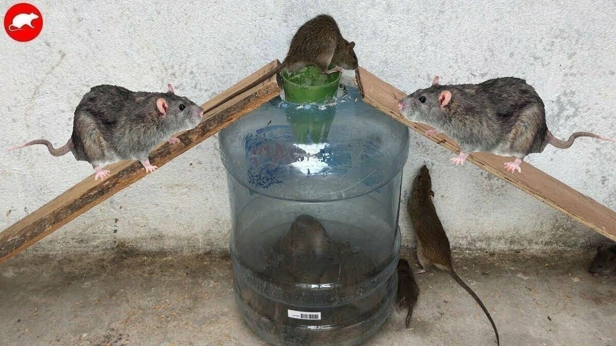 Ловушки для крыс и мышей