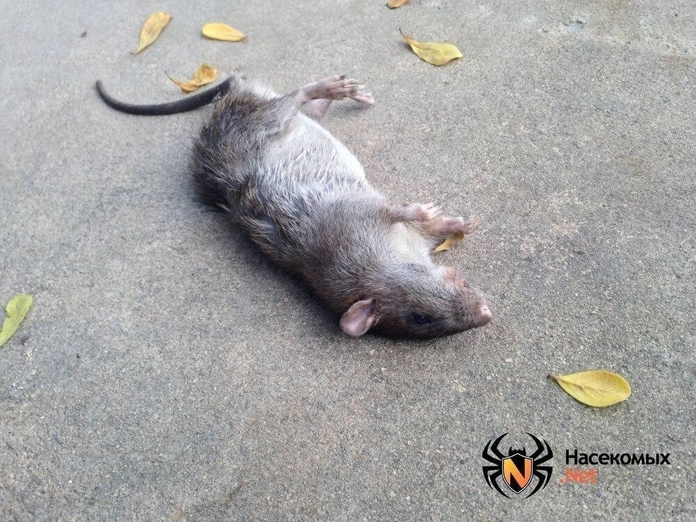 Мертвая крыса от яда
