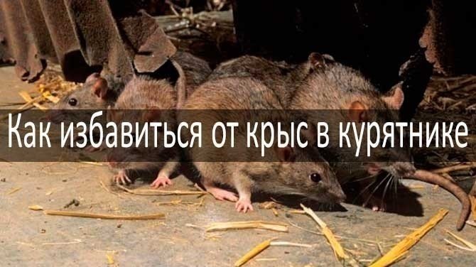 Мыши и крысы в курятнике