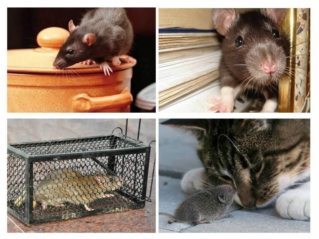 Мыши в частном доме