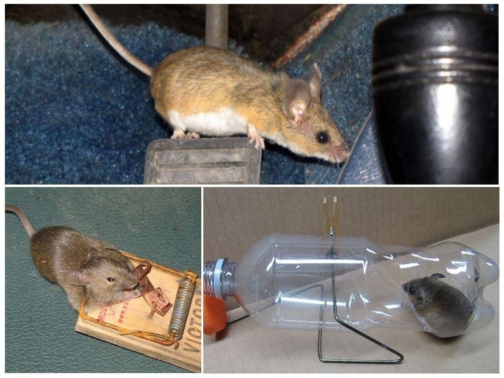 Мыши в частном доме