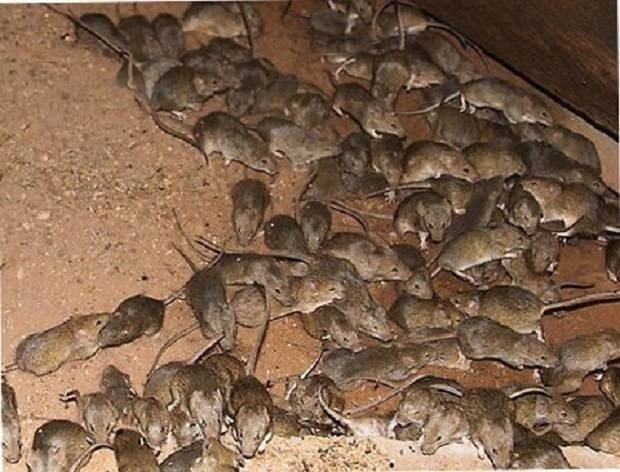 Нашествие мышей в австралии