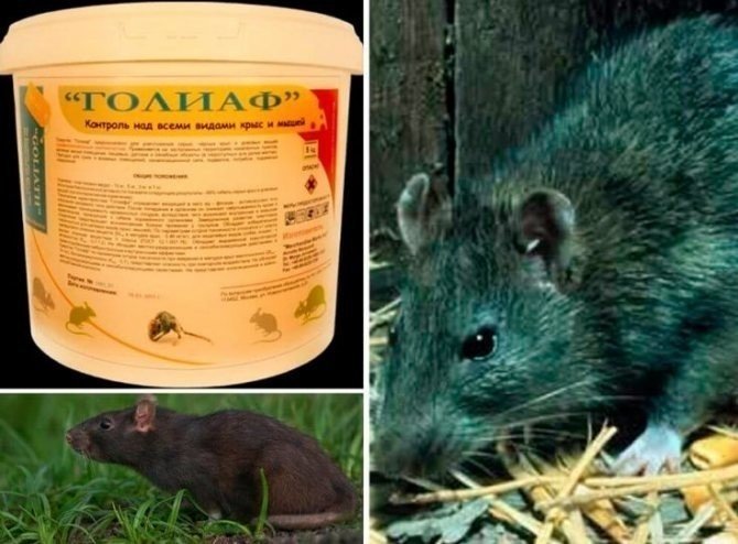 Отрава для крыс и мышей