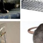 Как избавиться от крыс в сарае – опасность крыс, выведение, ловушки