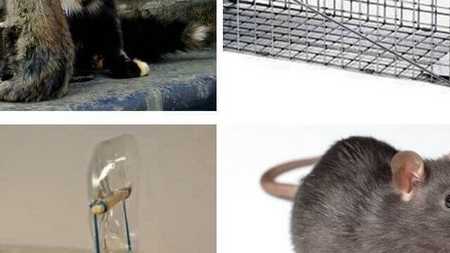 Как вывести крыс из сарая: эффективные методы борьбы с помощью народных средств и химии