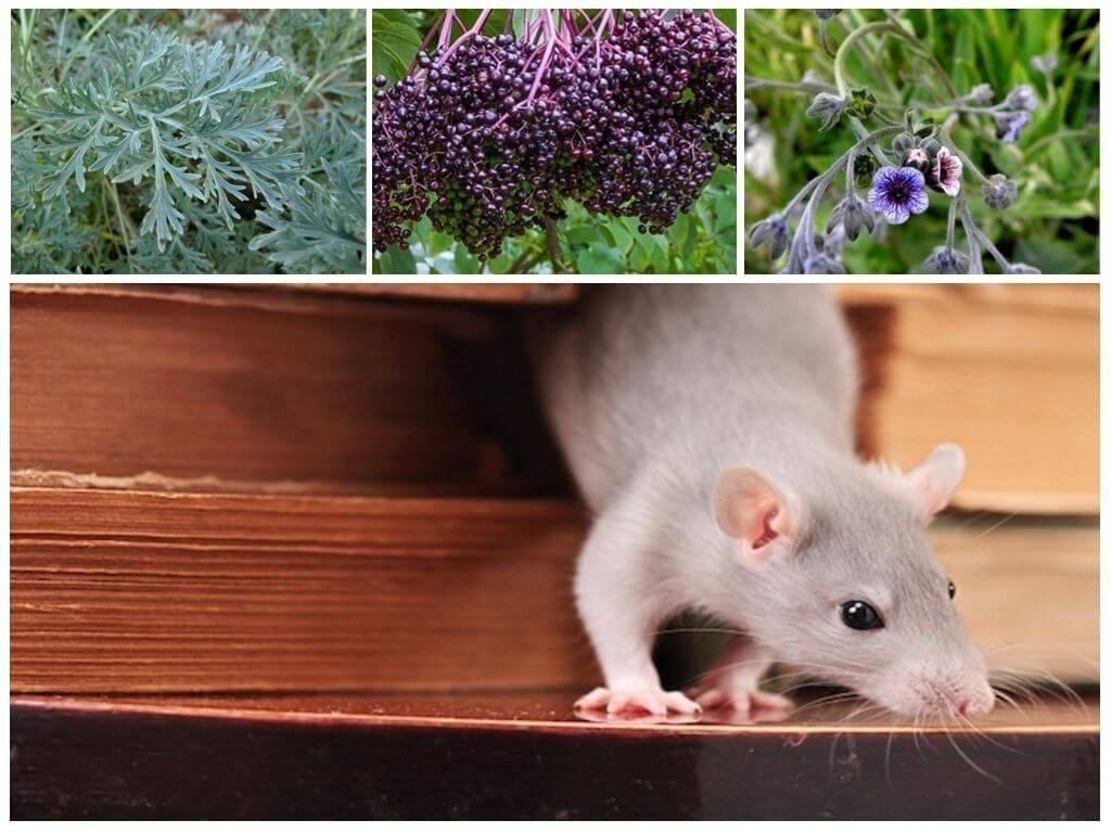 Растения от мышей и крыс