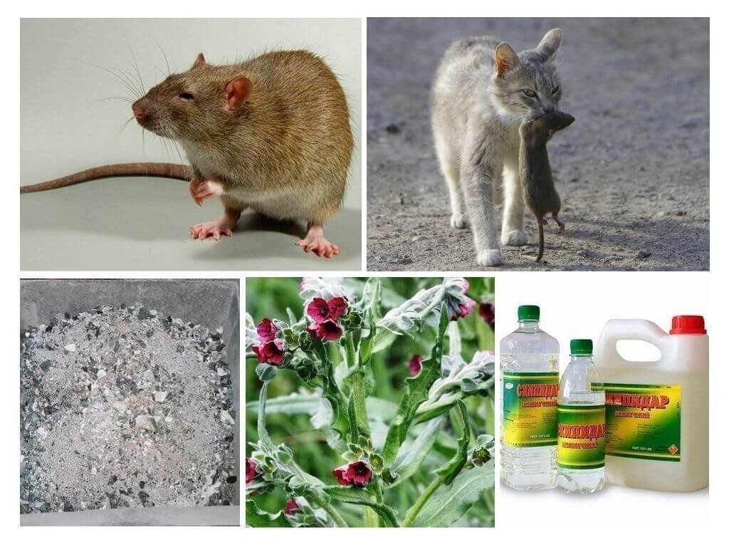 Средства от крыс и мышей в частном доме