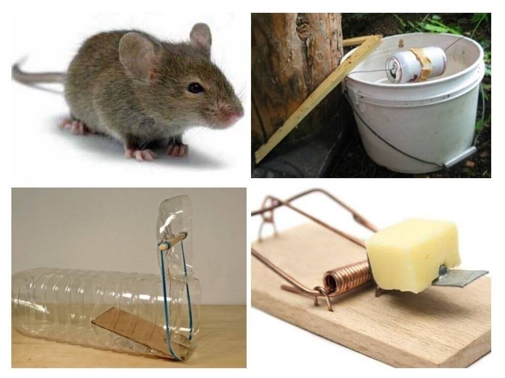 Средство от мышей в доме народными средствами