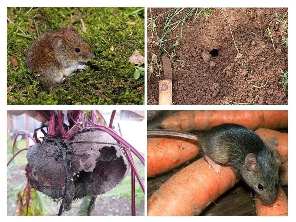 Земляная крыса в огороде