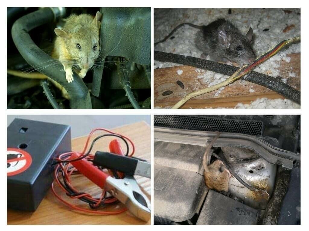 Мышь перегрызла провода