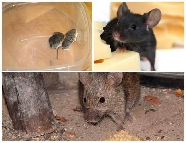 Мышь в квартире