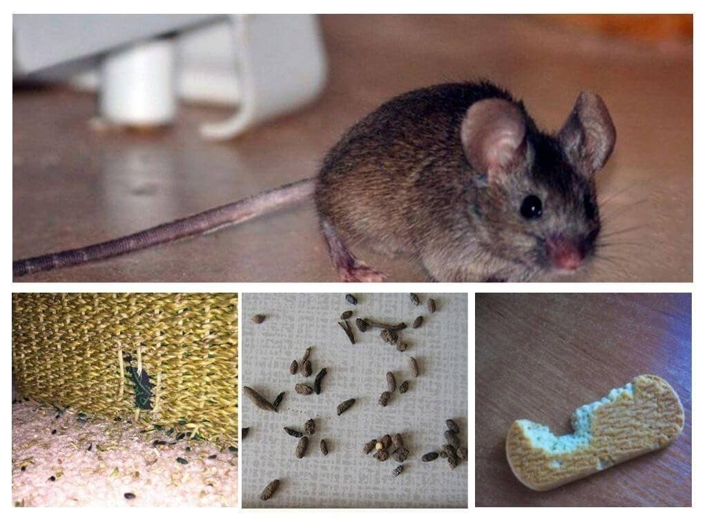 Мышиные и крысиные экскременты