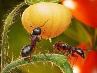 Какие бывают муравьи