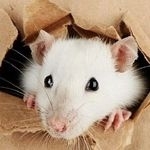 Что делать, если под полотном натяжного потолка завелась мышь?