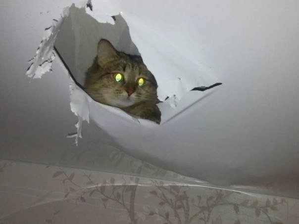 Кот порвал натяжной потолок