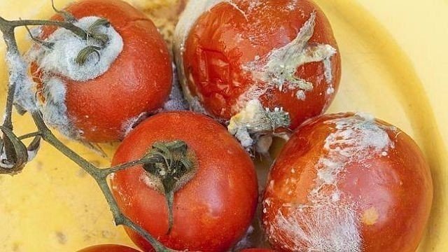 Тухлый помидор исаак