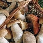 Сроки и способы хранения белых грибов
