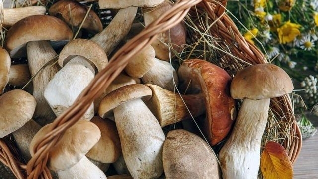 Сроки и способы хранения белых грибов