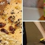 Как побороть моль в кухонных шкафах