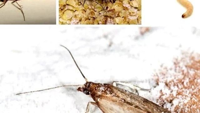 Ищем место гнездования моли у себя дома: как избавиться от насекомого вредителя на кухне