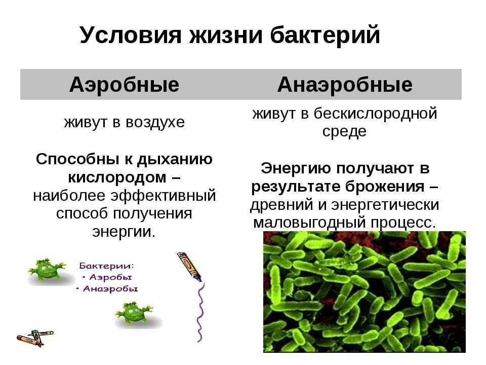 Аэробные и анаэробные микроорганизмы